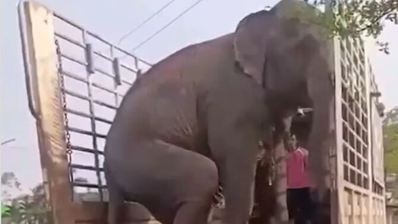 Viral Video