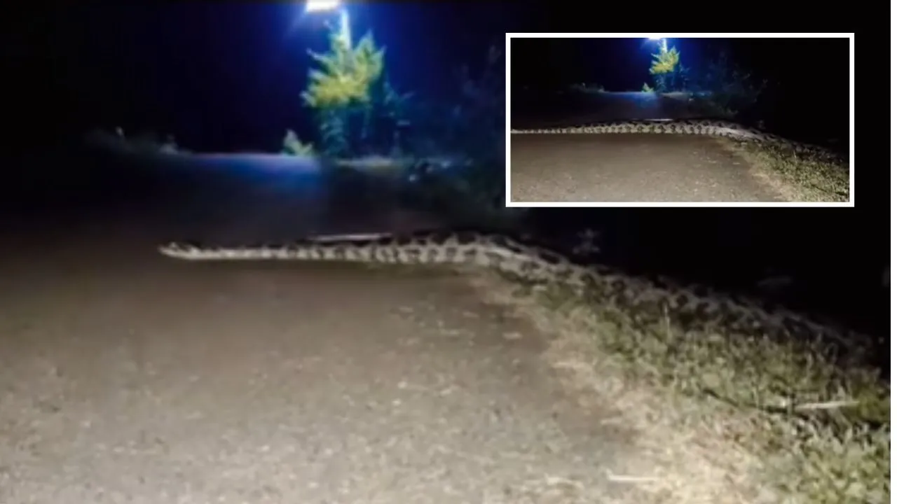 viral snake video