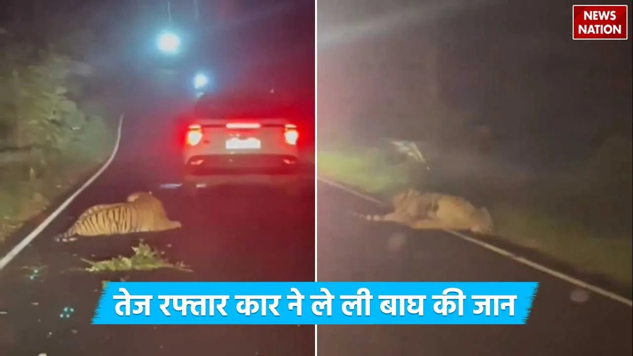 Car hits tiger