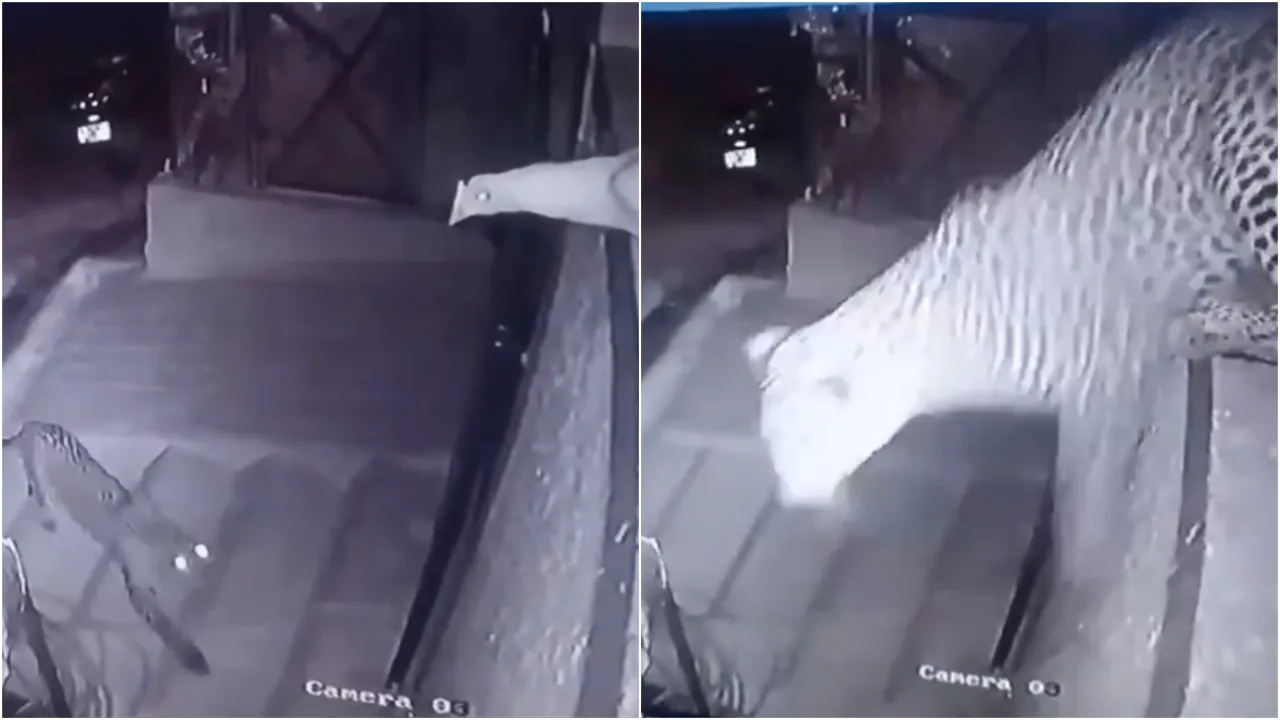 Leopard attacked on hen  1