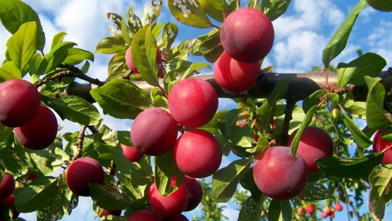 Plum Benefit
