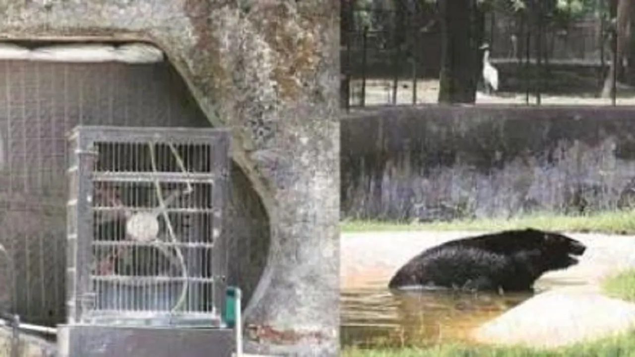 chandigarh animals bearing the brunt