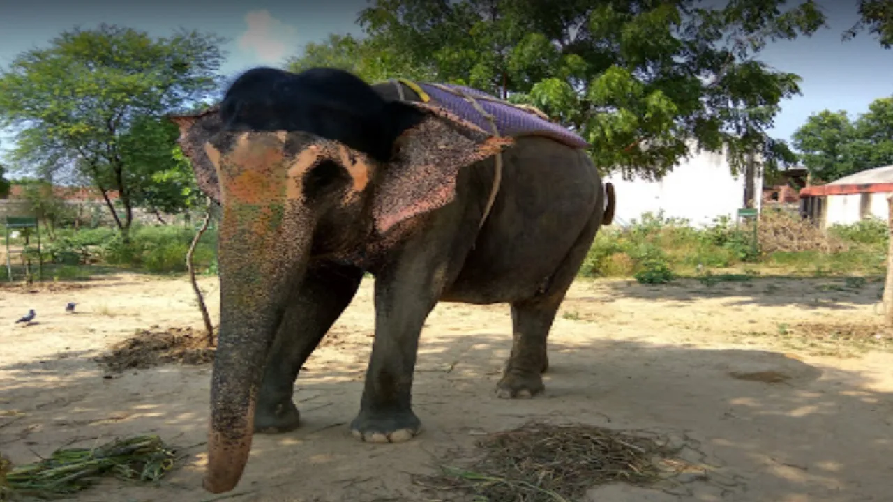 Elephant Village Of India