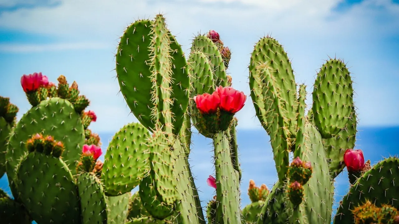 Cactus Plant Vastu
