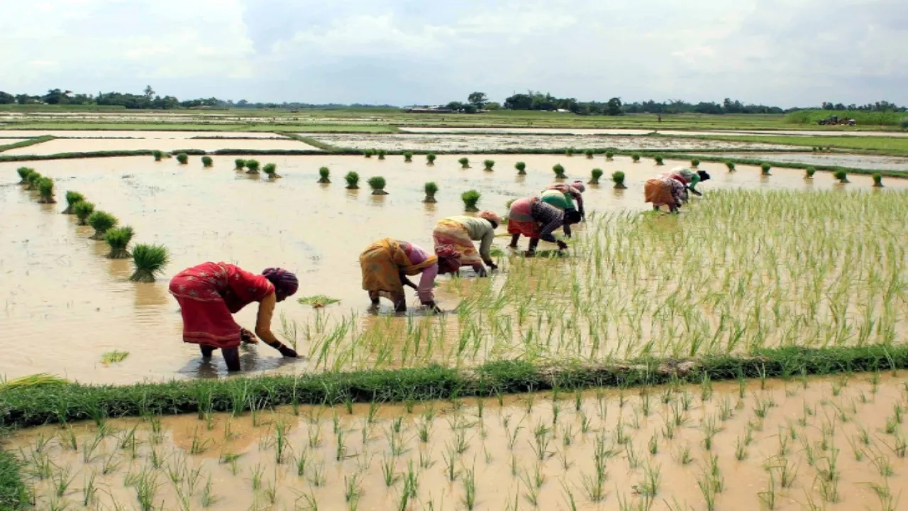 kharif crops