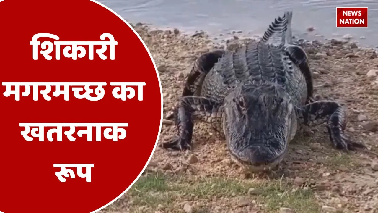 Crocodile video goes viral  1