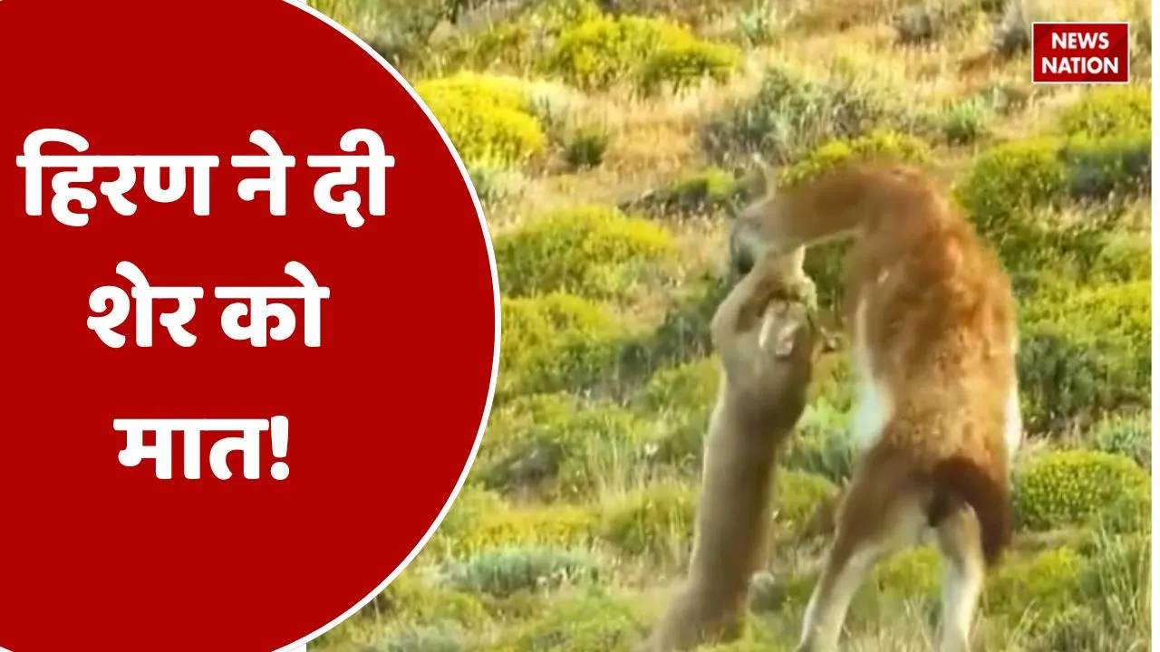 wildlife video