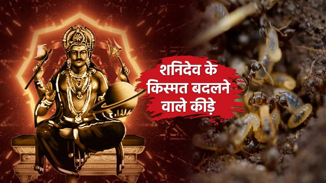 insects remedies of Shanidev
