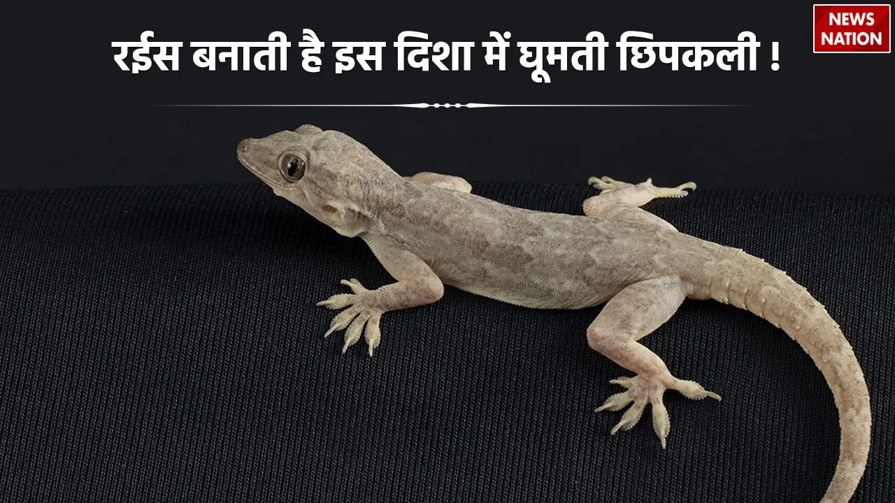 Lizard Vastu Tips for Wealth Prosperity