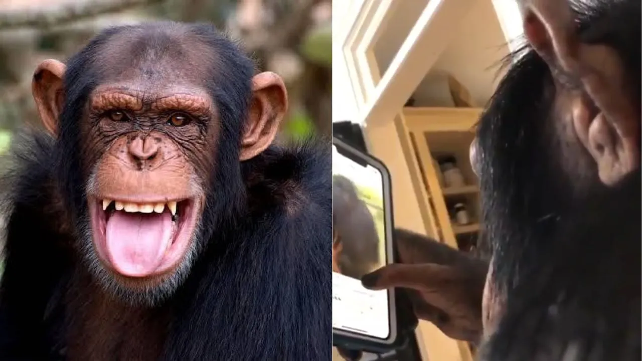 viral video