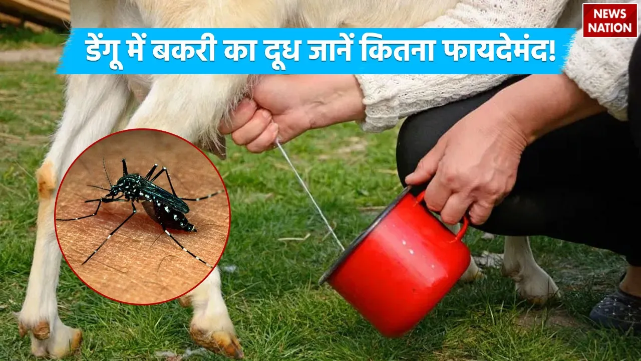 Goat Milk Benefit In Dengue