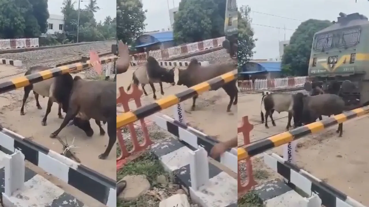 viral video