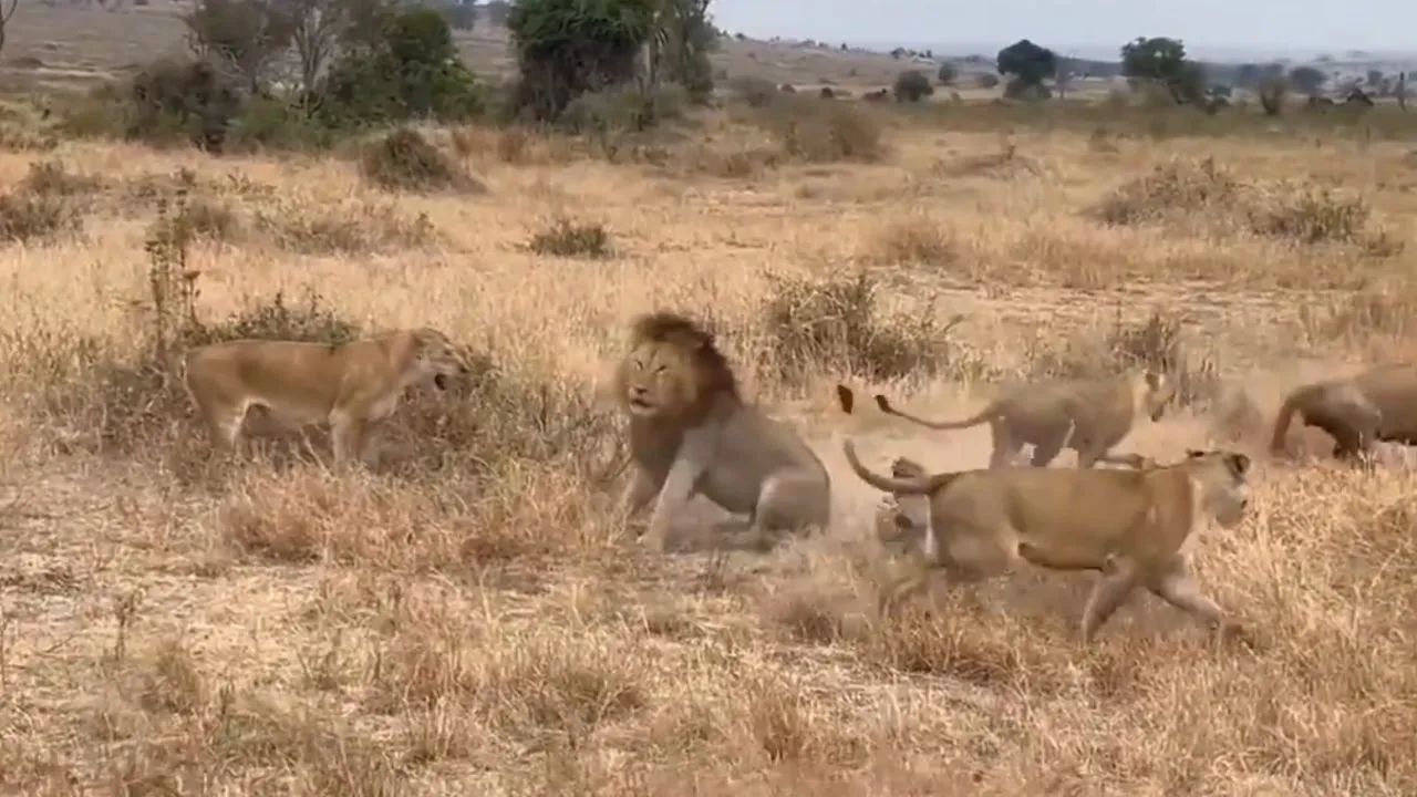viral video wildlife