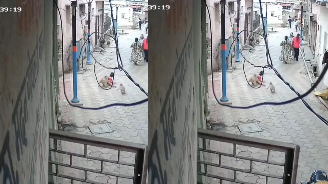 Monkey attack mathura viral video