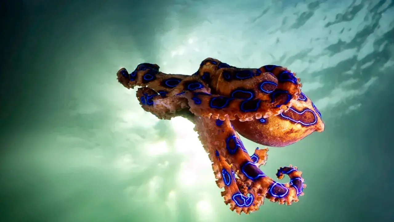 marine dangerous creatures