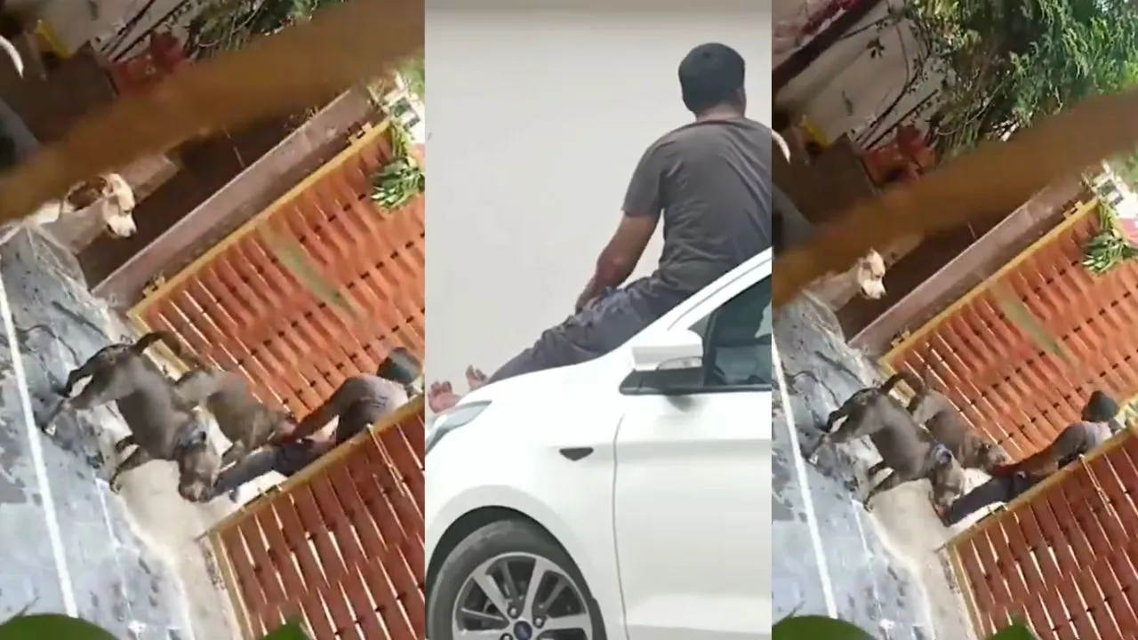 viral dog attack video