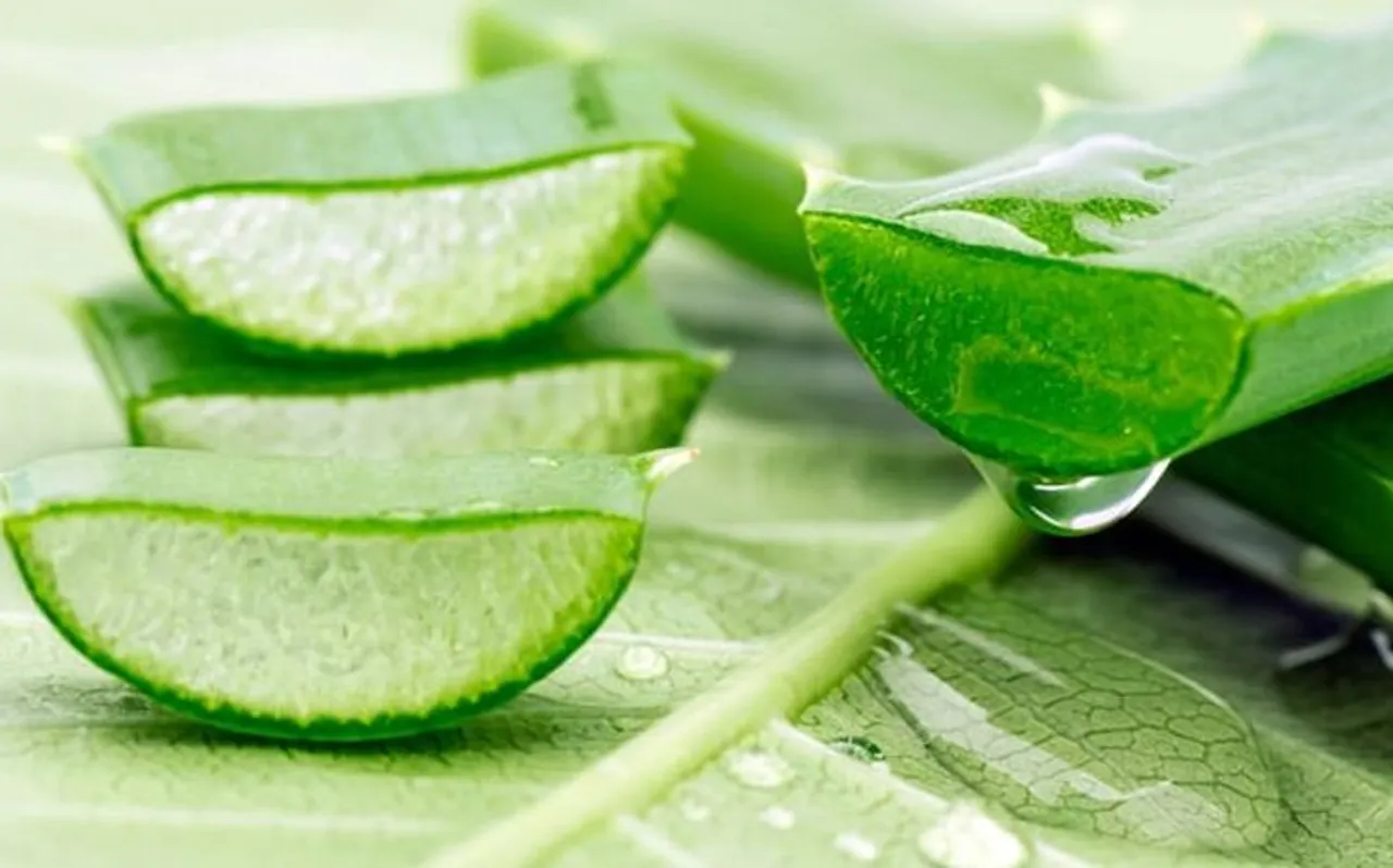 एलोवेरा (aloe vera) के बिजनेस से कमाएं लाखों रुपये, जानें पूरा प्रोसेस