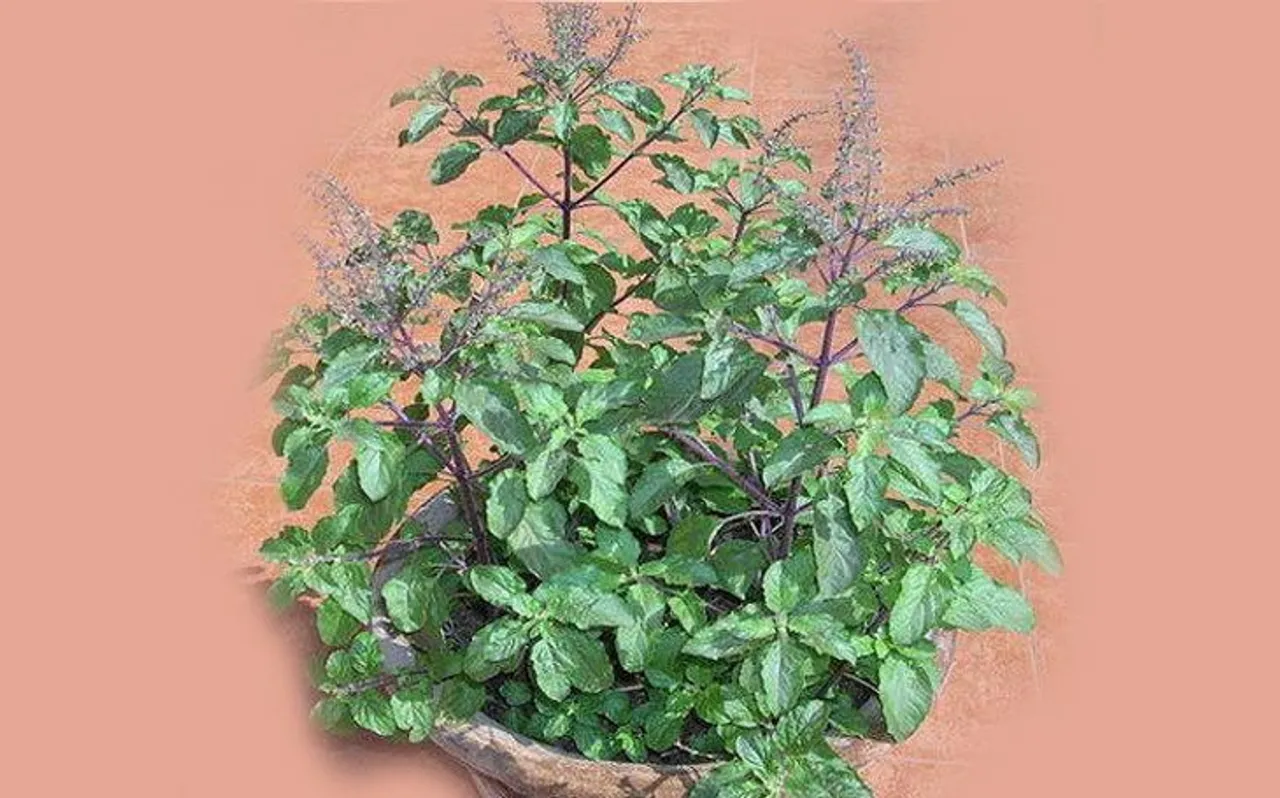 तुलसी (Tulsi) की खेती के बिजनेस से कमाएं लाखों रुपये, क्या है तरीका जानें