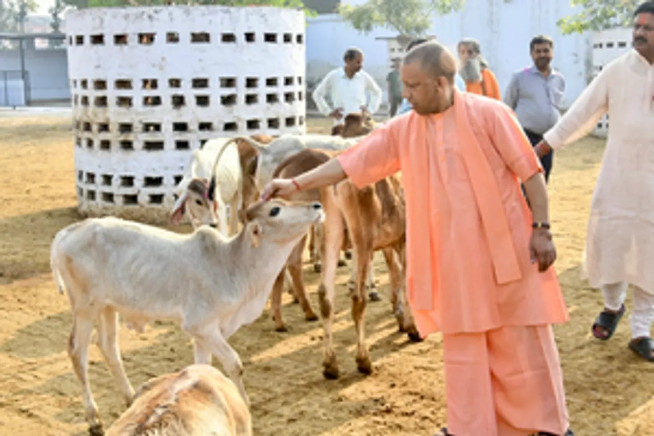 Gorakhpur: Uttar Pradesh Chief Minister Yogi Adityanath feeds a cow during his visit to Gorakhnath Temple
