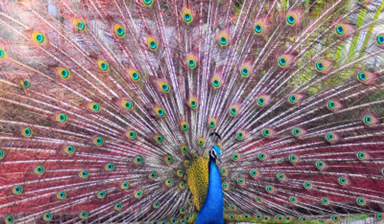 Peacock, feathers,