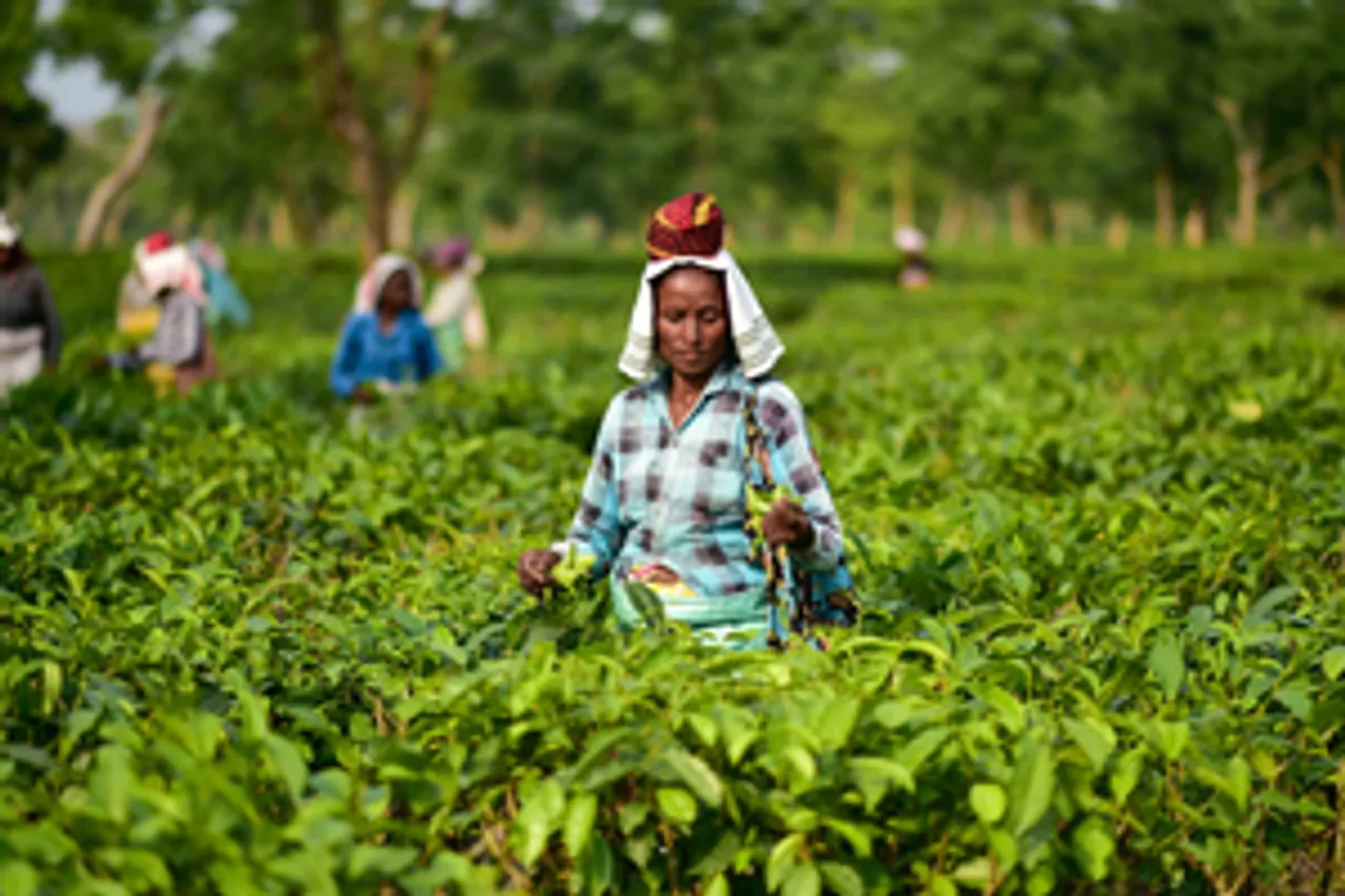 Nagaon: A woman harvests tea leaves at a plantation in the Kondoli Tea Garden