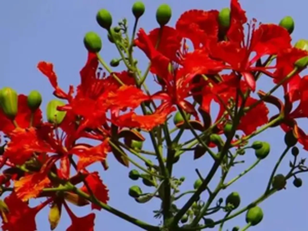 गुलमोहर: केवल फूल नहीं बल्कि इसमें है सेहत का संसार? ल्यूकोरिया, गठिया जैसे रोगों का इससे इलाज संभव