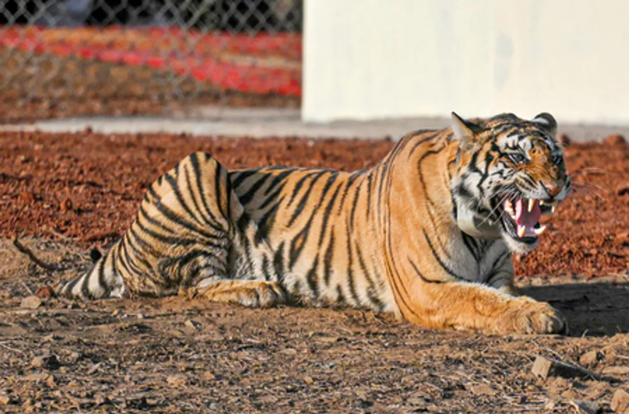 Shivpuri: Madhya Pradesh CM  Mohan Yadav inaugurates 'Madhav Tiger Reserve'
