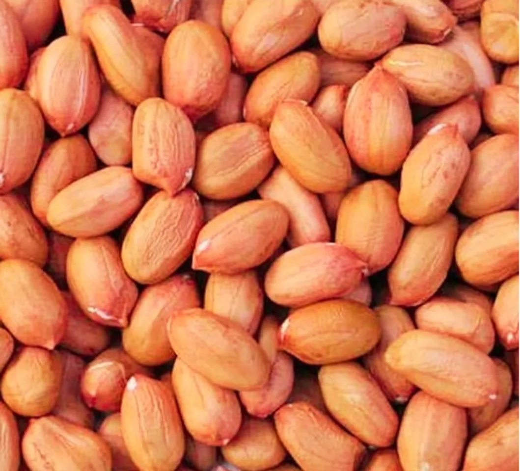 sprouted peanuts benefits