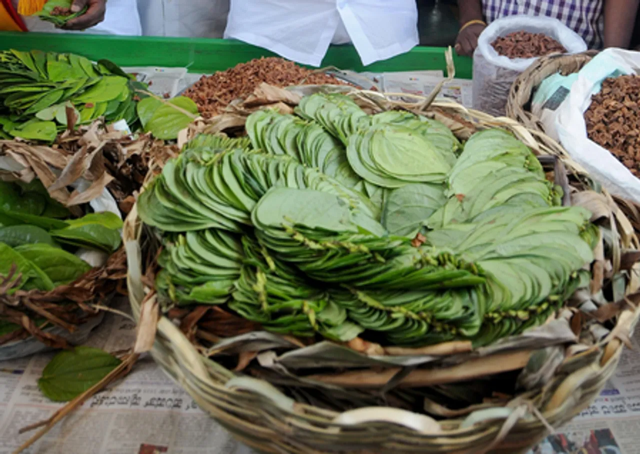 pan leaf benefit
