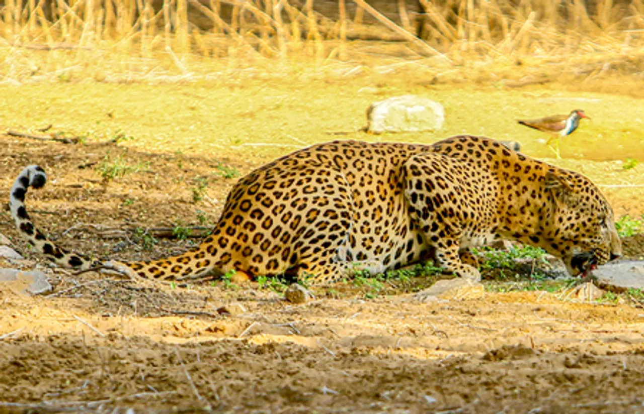 Leopard