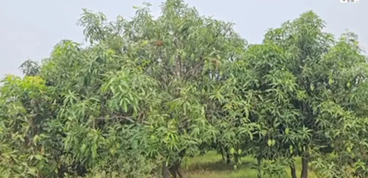 बेलवाल को आम की खेती में यूएचडी तकनीक से आमदनी हुई तीन गुनी, 'मल्लिका' वैरायटी रही हिट