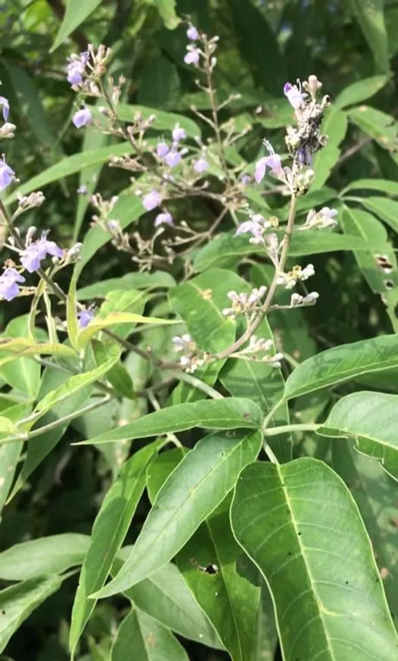 साइटिका हो या स्लिप डिस्क, हर दर्द की दवा है छोटी सी बूटी निर्गुंडी (photo: Plant Wealth of India/facebook)