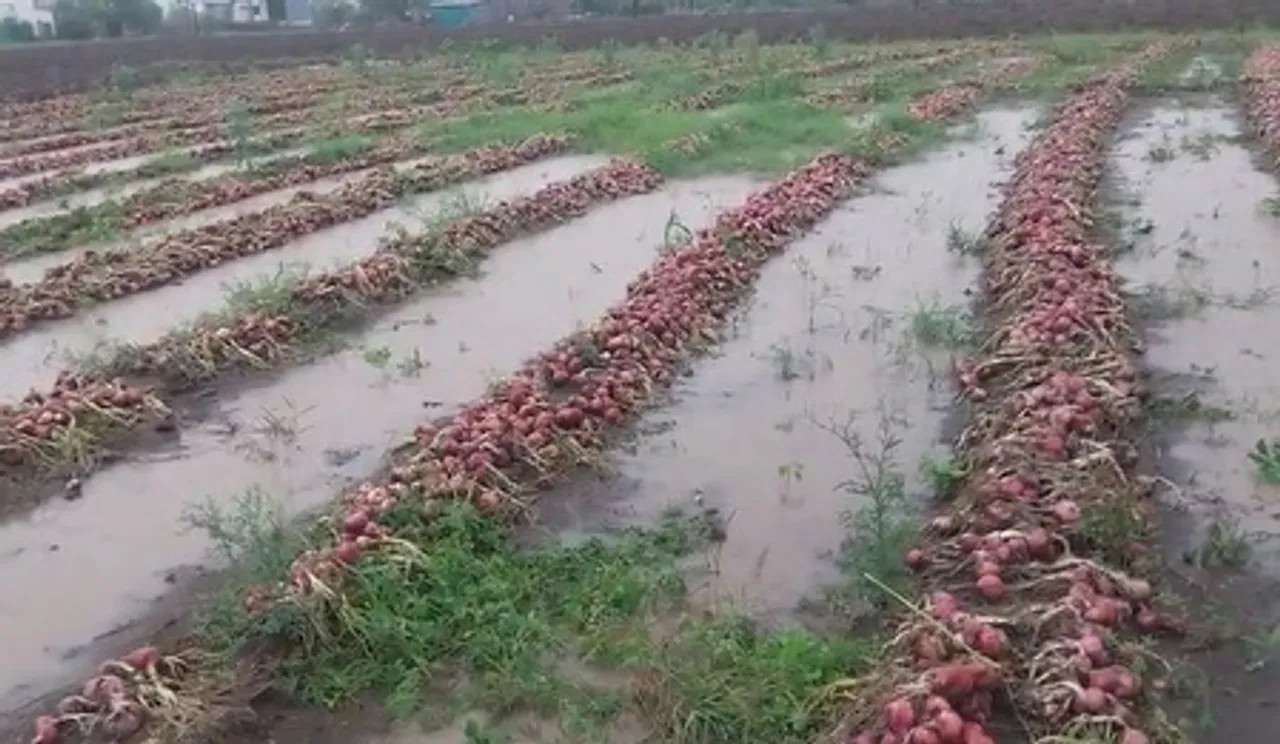 बीड: बेमौसम बारिश से किसानों की फसलें तबाह, सरकार से मुआवजे की गुहार