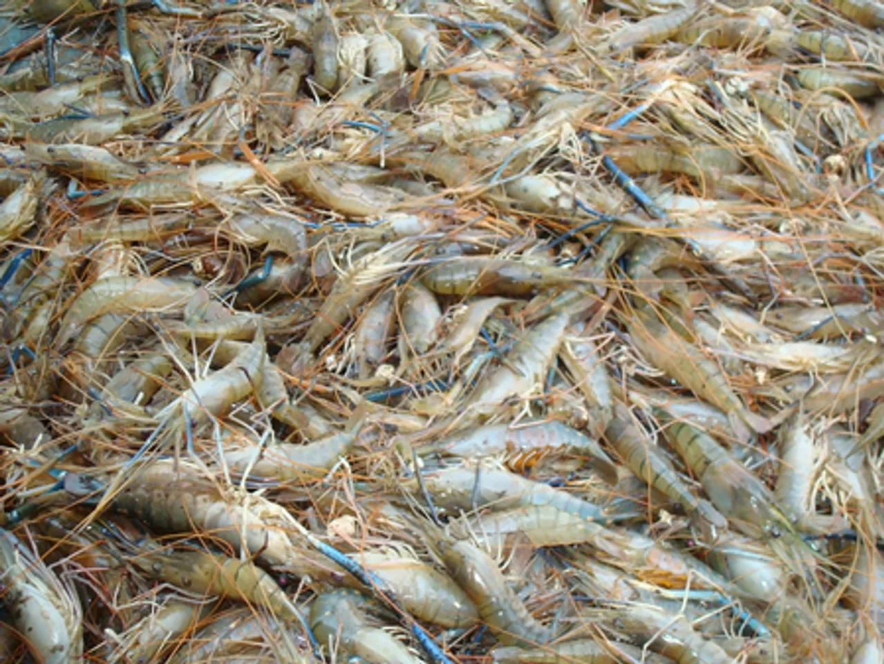 Indian shrimp exporters to see 2-3 pc uptick in revenues this fiscal