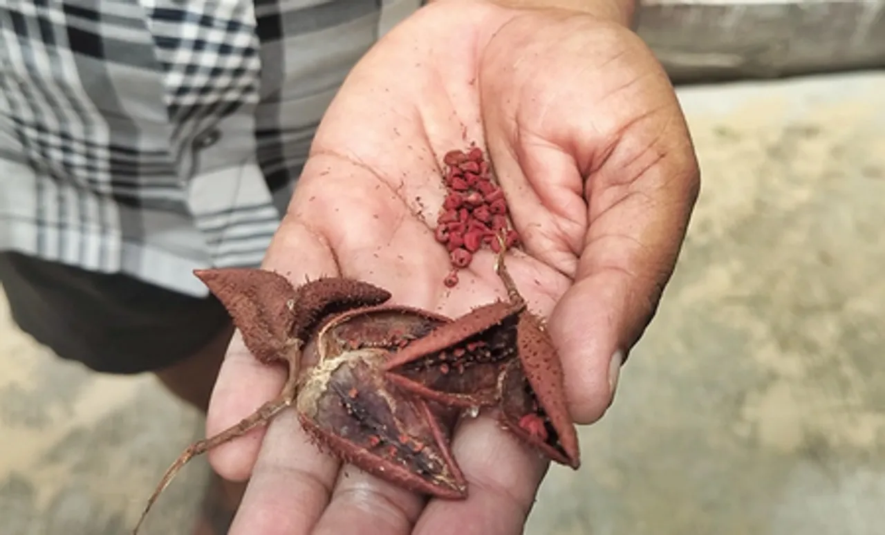 अजमेर में आकर्षण का विषय बना सिंदूर का पेड़, रेगिस्तान में हिमाचल की अनोखी छाप