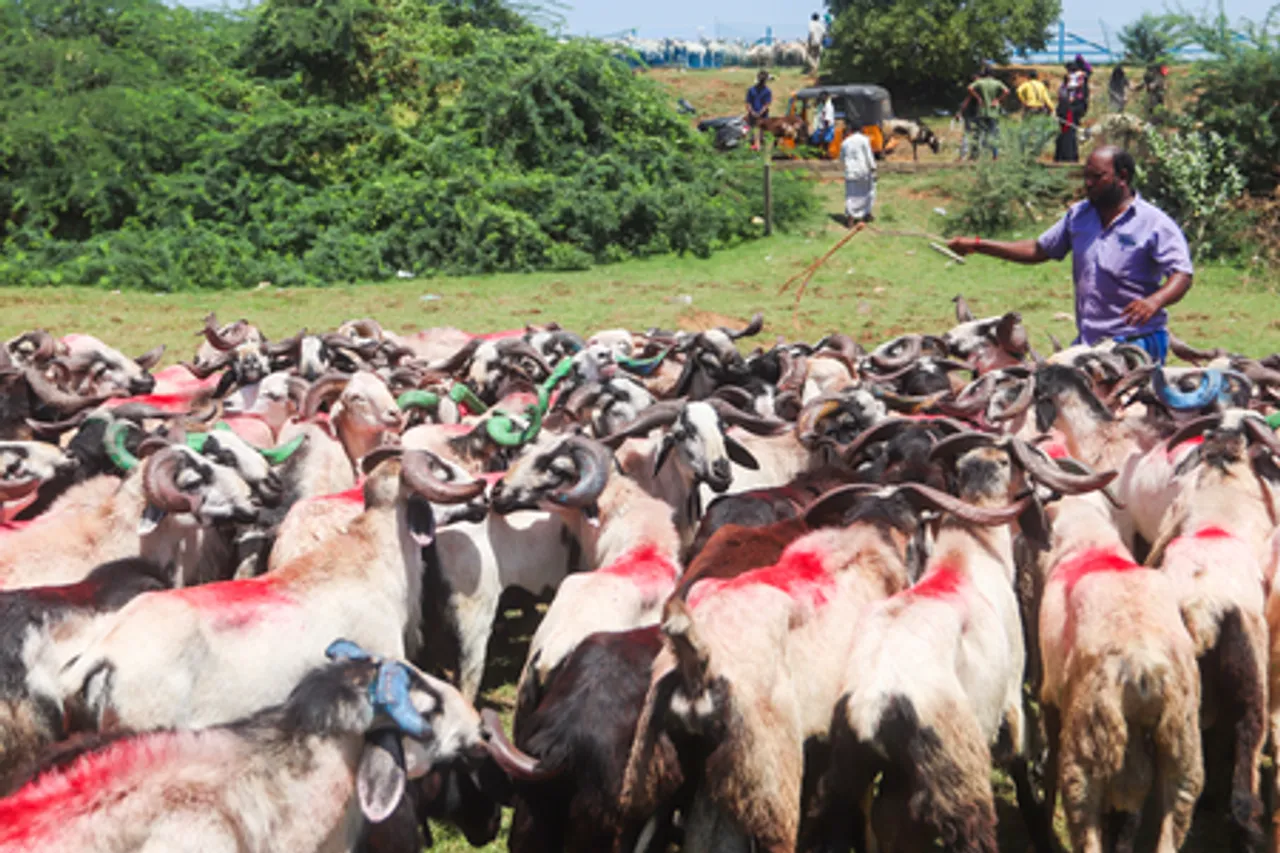 Traders Display Goats at Retteri Lake Market in Chennai