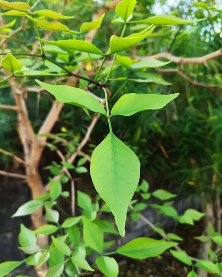 बेल के पत्तों में छिपे हैं, कई गुणों के राज