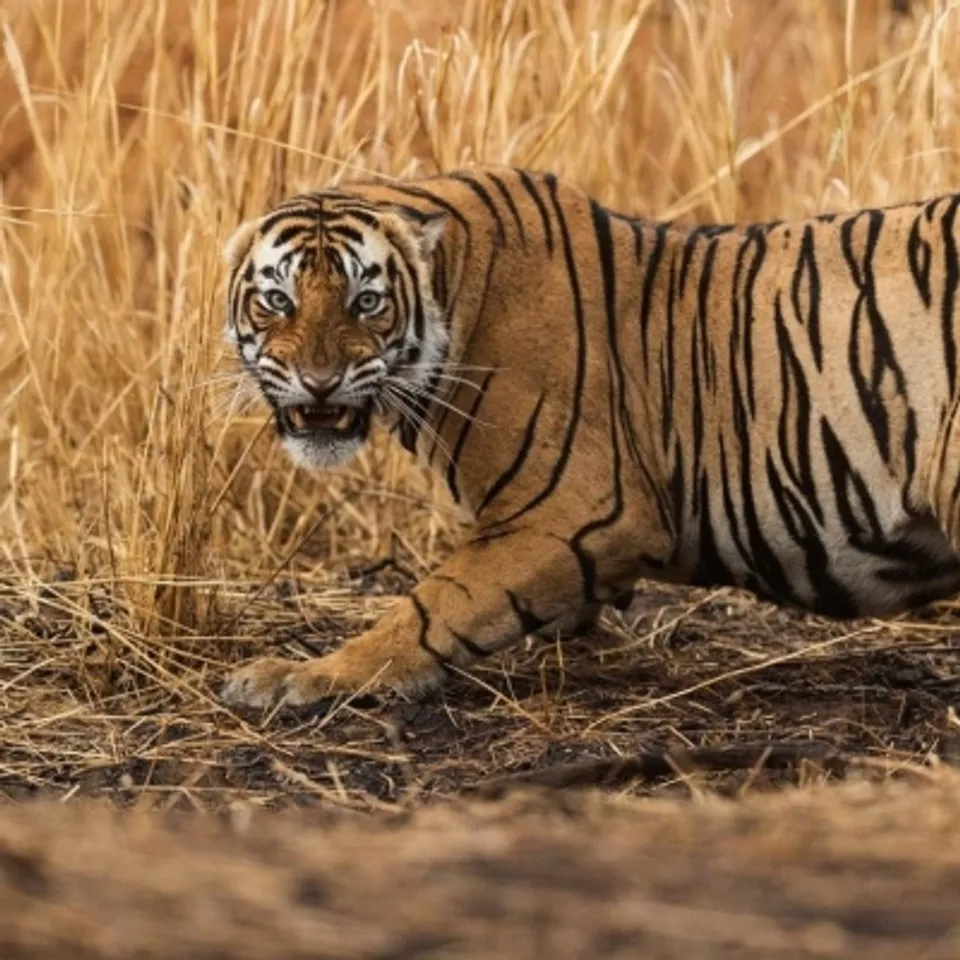 Tiger attacks crowd taking selfies in Ranthambore, two injured