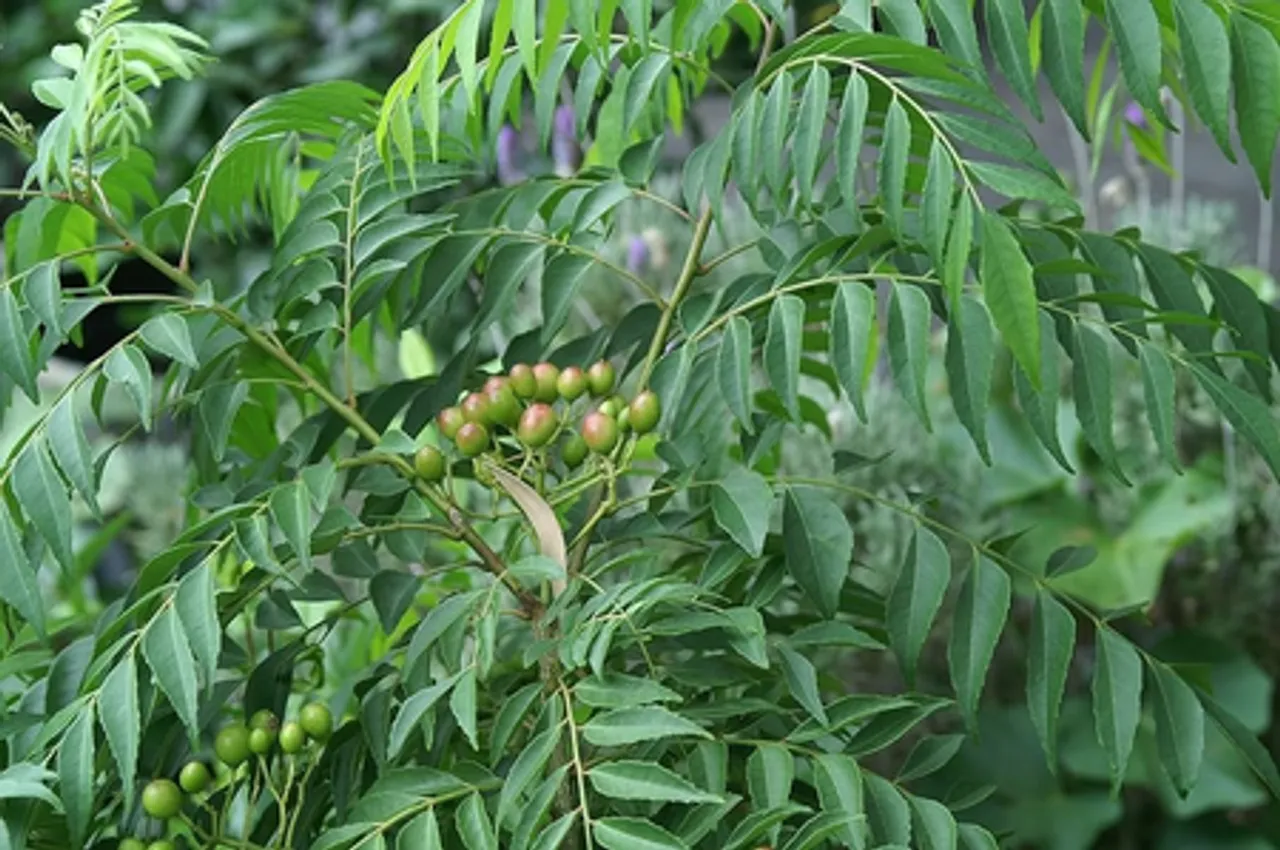 सुबह बासी मुंह खाएं इन पत्तियों को, रहें रोगों से दूर
