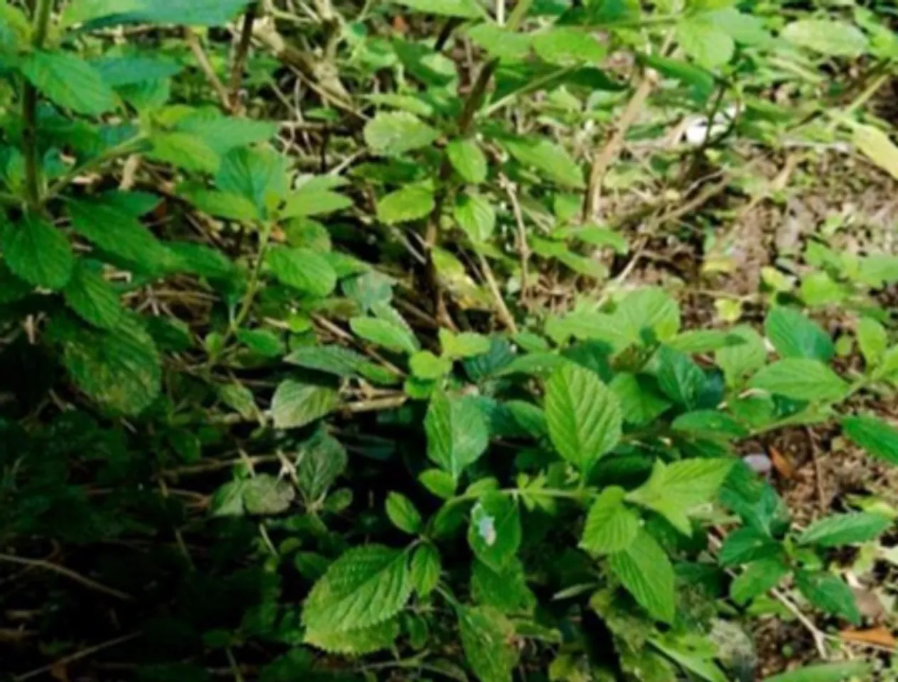Lippia alba, Lippia alba benefit