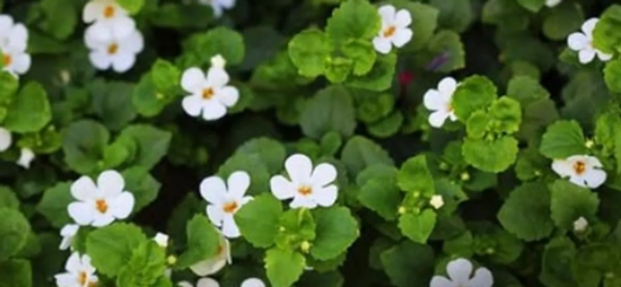 Jal Brahmi, Adaptogens in Jal Brahmi
