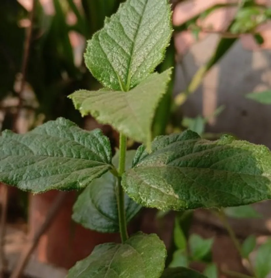 Parijat tree, Parijat benefit
