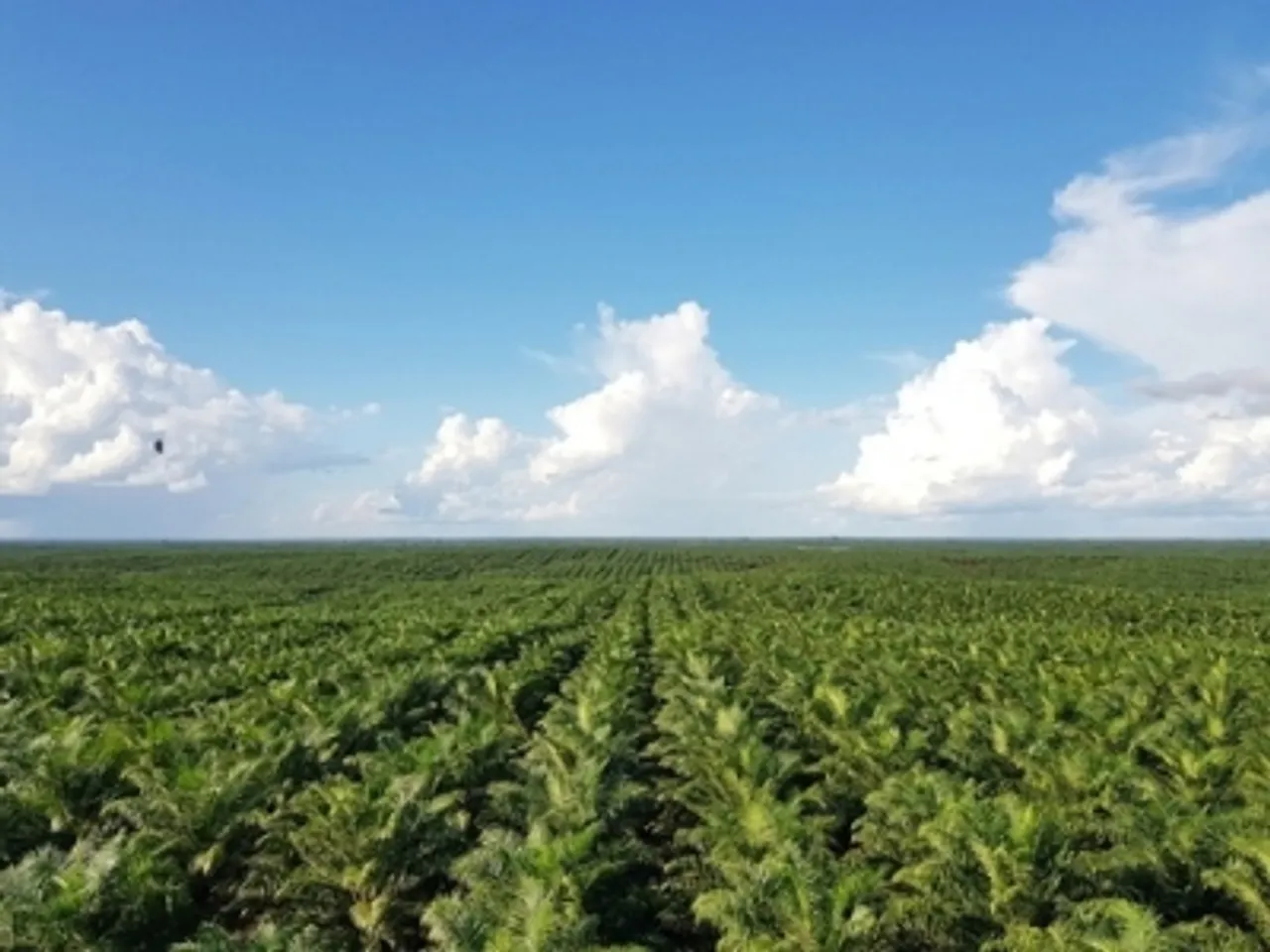 ‘No Palm Oil’ label a marketing gimmick, not a health fact: IFBA