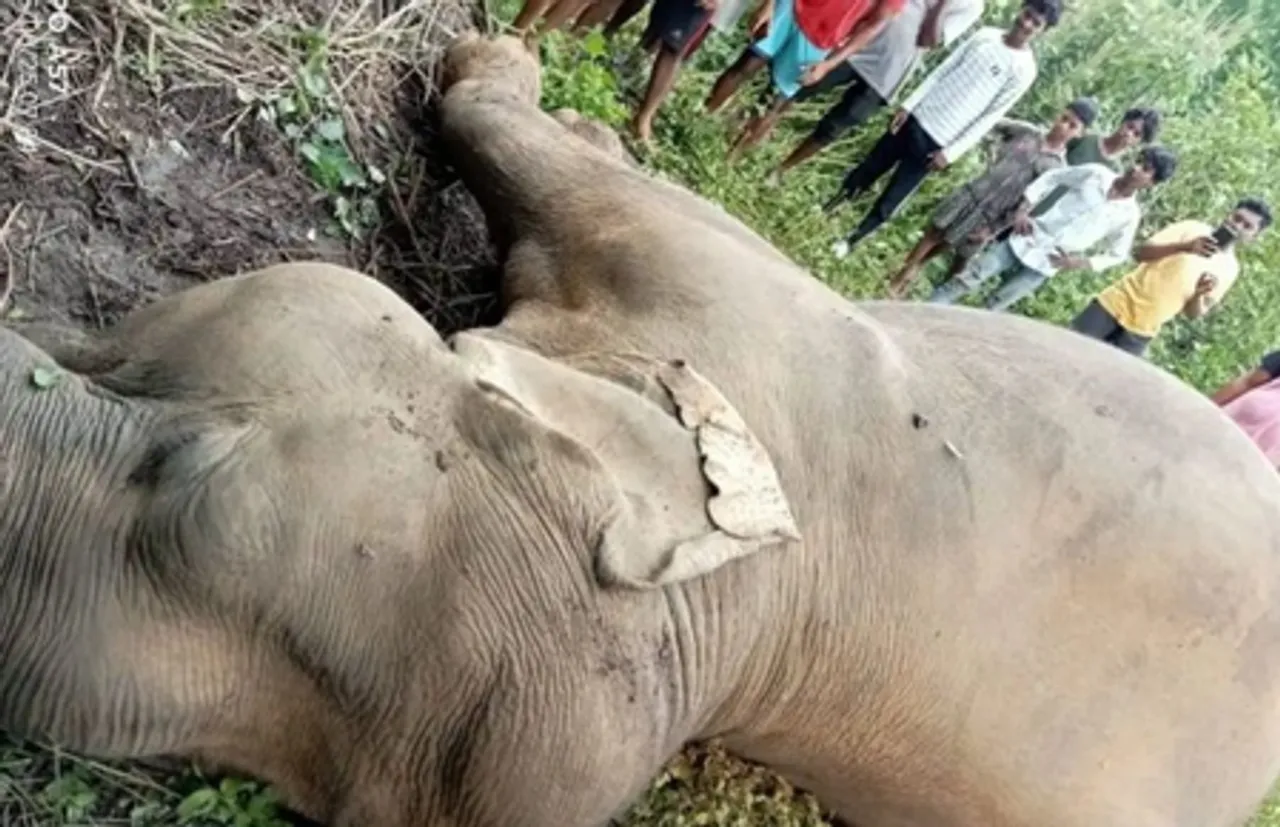 झारखंड के कोल्हान प्रमंडल में 35 दिन में चार हाथियों की तड़प-तड़प कर हुई मौत