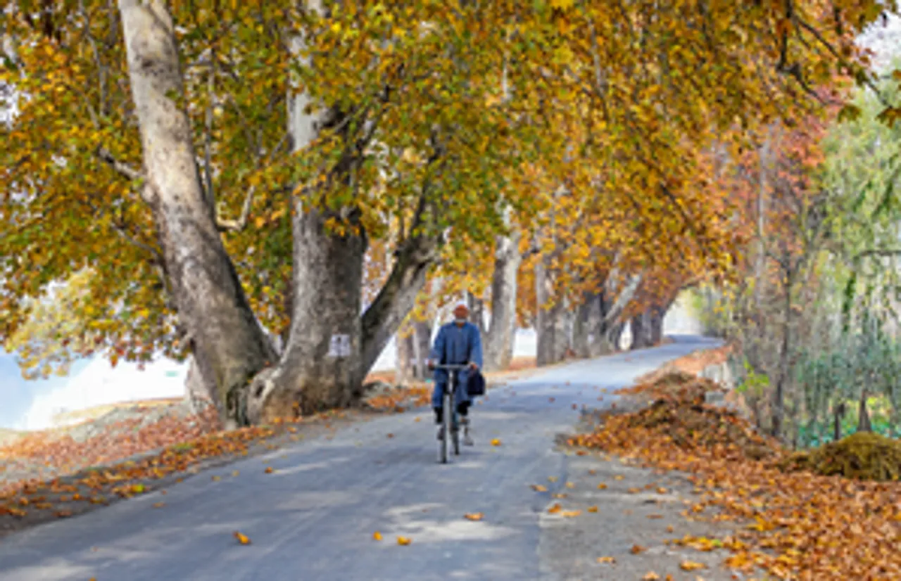 Srinagar: A man rides a bicycle as fallen chinar leaves cover the road on an autumn day