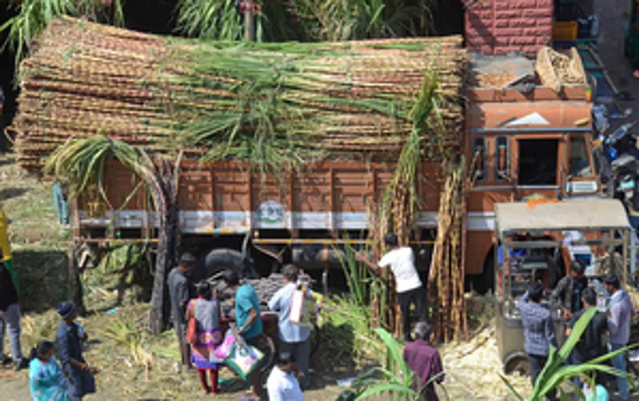 Bengaluru: Workers carry sugarcane for the Sankranthi festival at KR Market