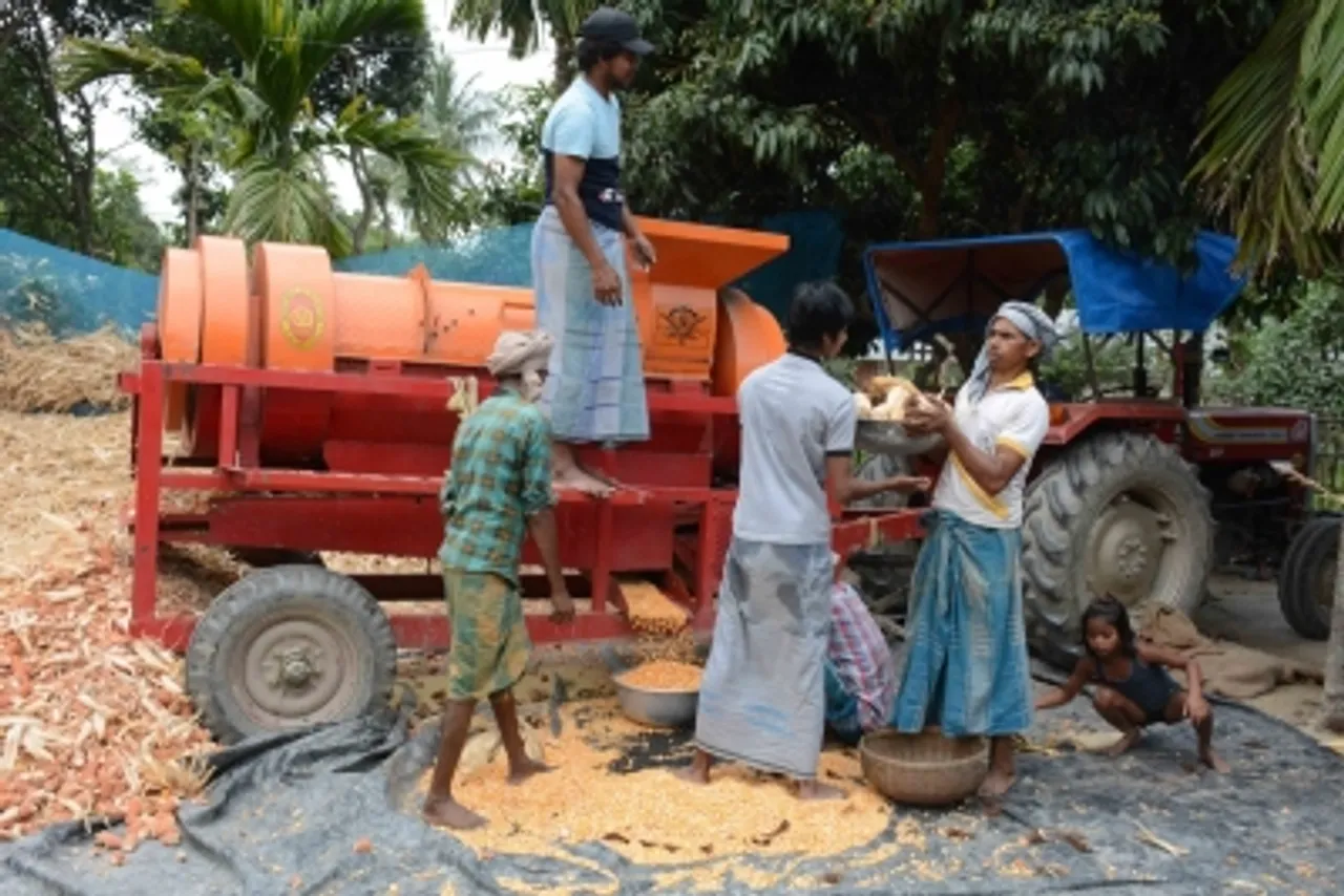 Apr 2020,Patna,Corn harvest,Corn,agricultural feild,agricultural