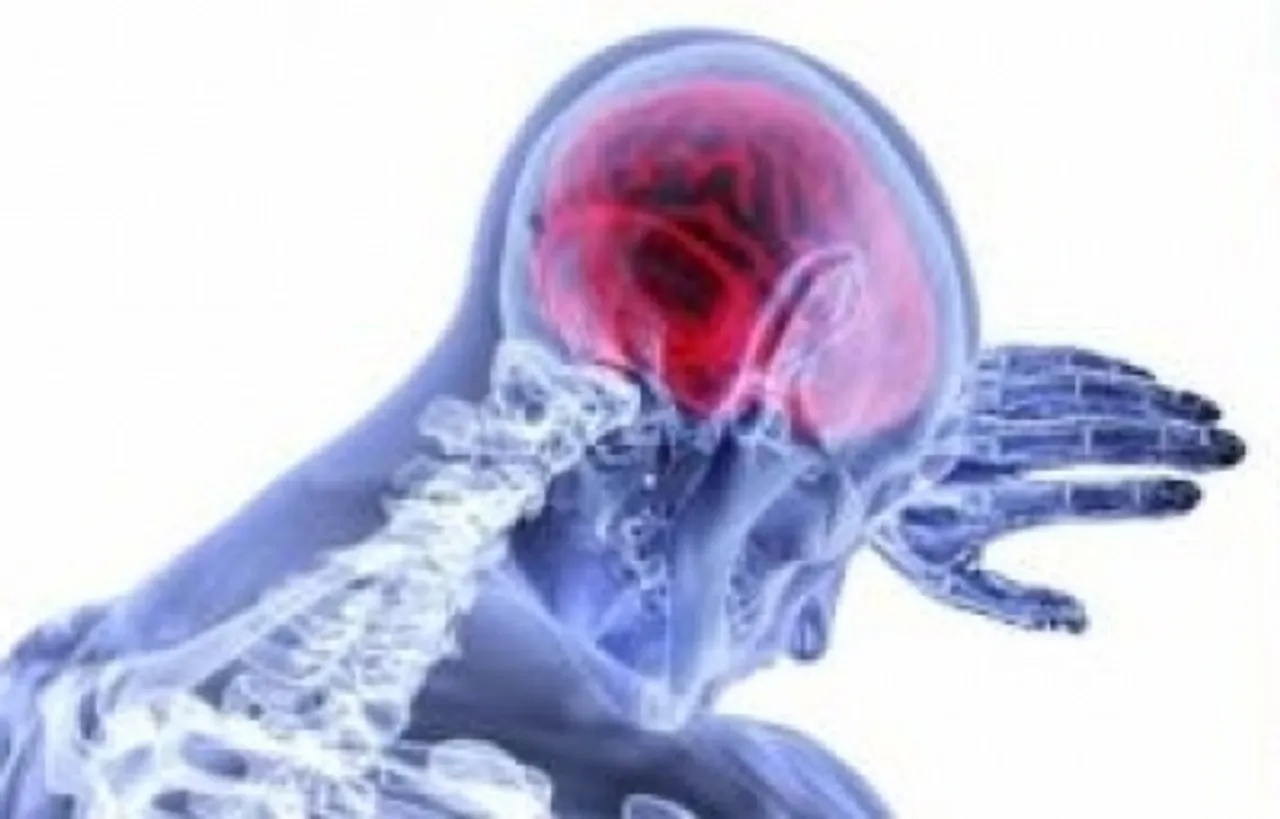 Brain