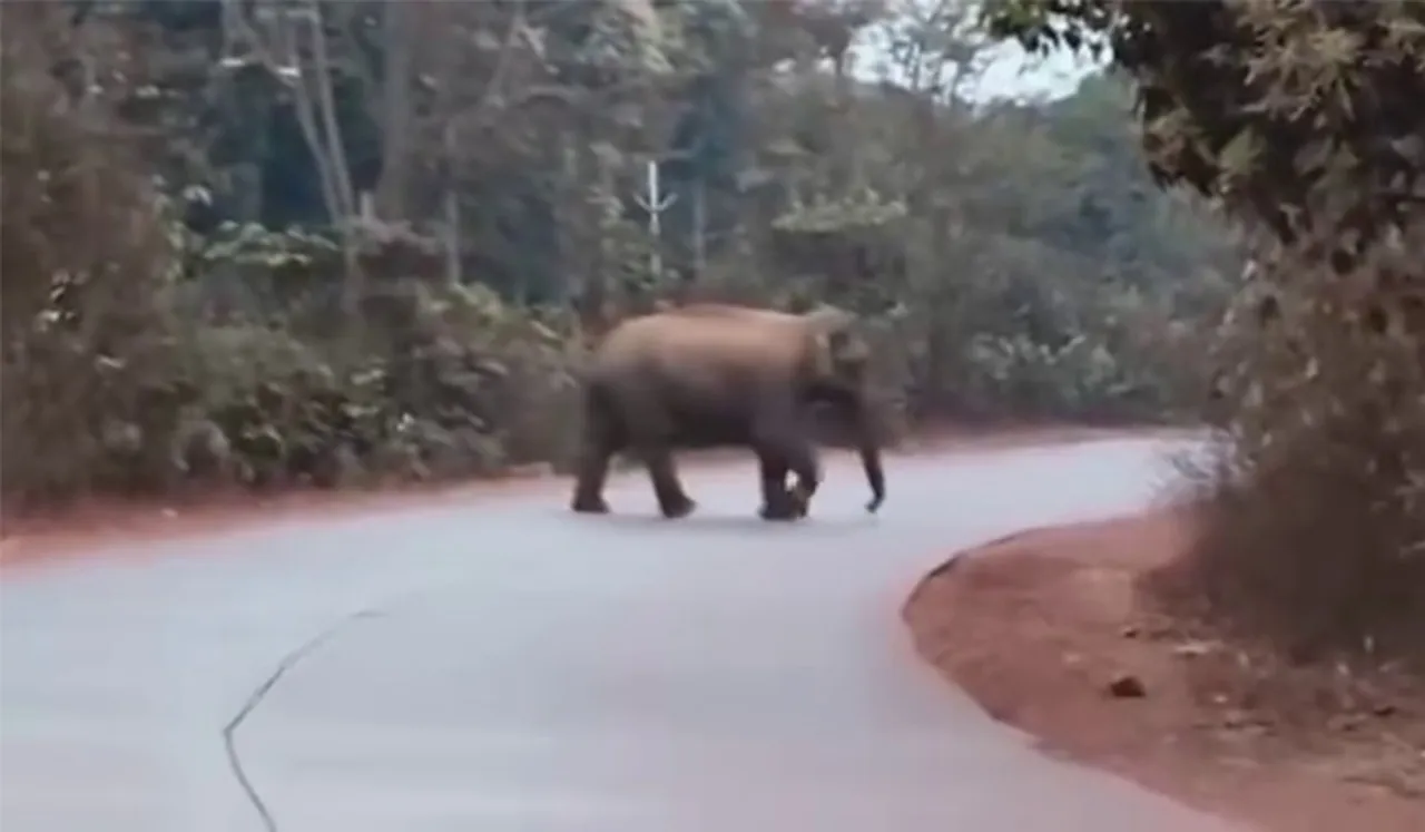 Elephant Attack