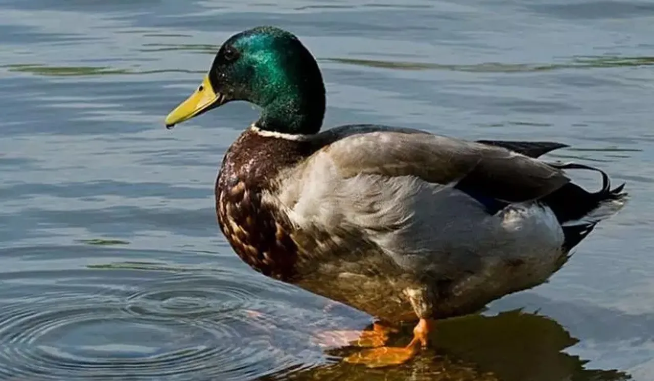 Duck